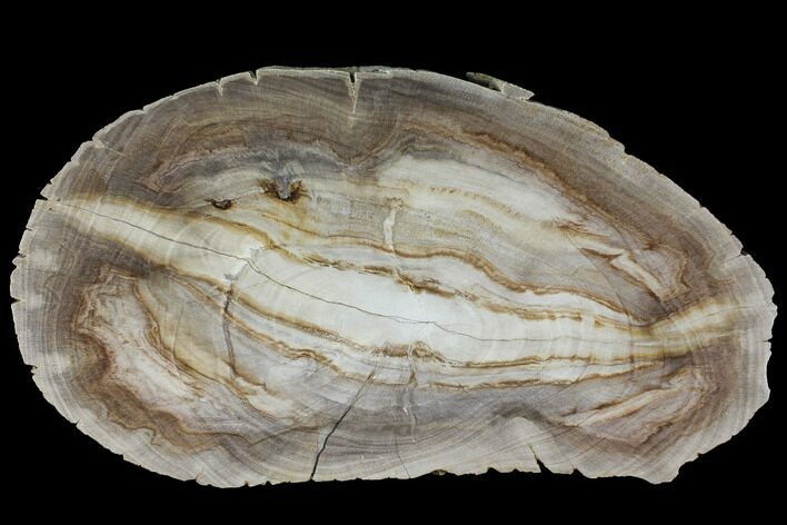 Polished Petrified Wood (Dicot) Slab - Texas #98604